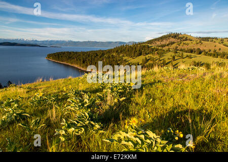 Vista panoramica del Lago Flathead con arrowleaf balsamroot fiori selvaggi sul cavallo selvaggio Island State Park, Montana, USA. Foto Stock