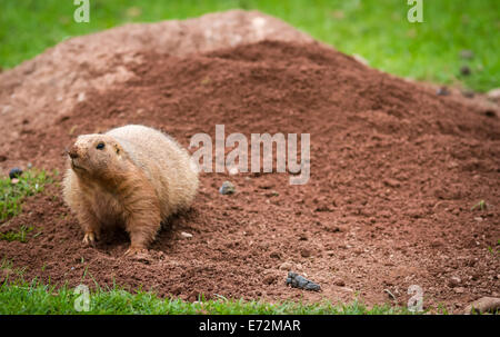 Nero Prairie codato marmotta Cynomys ludovicianus scavando a sud del lago e il parco degli animali Foto Stock