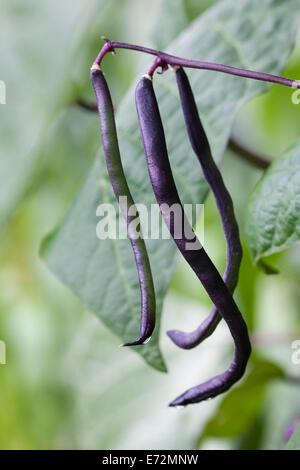 Phaseolus vulgaris. La scalata di fagiolo francese 'Blauhilde' nell'orto. Foto Stock