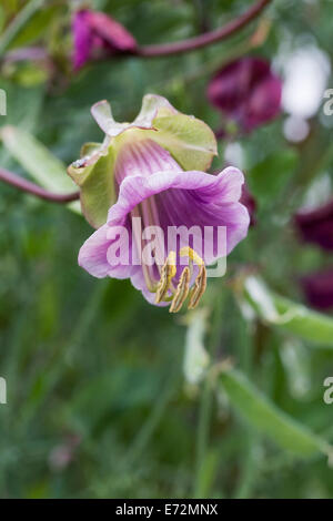 Cobaea scandens fiore. Tazza e piattino vine. Foto Stock