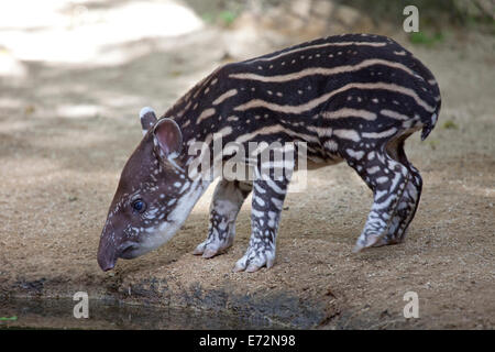Baby tapiro: la malese Foto Stock