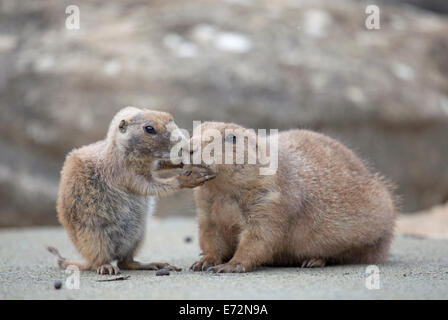 Praire dog con il bambino in un involucro a Wildlife Park Foto Stock