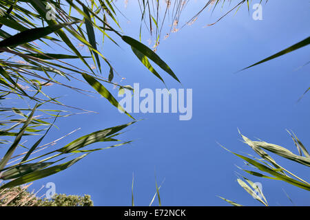 Piante verdi pettine contro il cielo blu Foto Stock