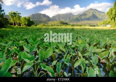 Alba sul taro campi nella valle di Hanalei di Kauai Foto Stock