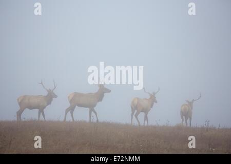 Tule elk nella nebbia in Point Reyes National Seashore, Marin County, California Foto Stock