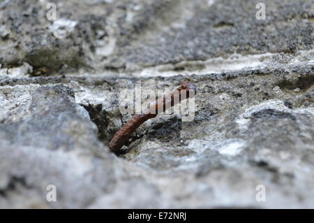 Chiodo arrugginito in una parete Foto Stock