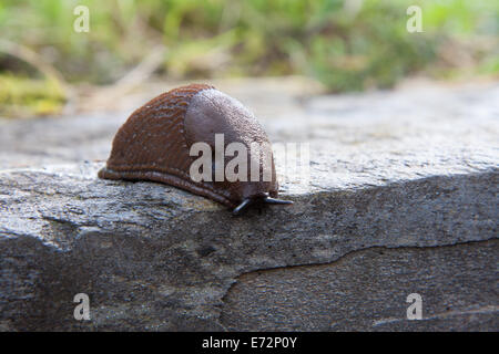 Limacidae strisciando sulla pietra Foto Stock