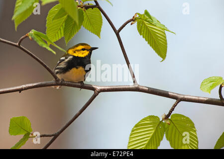 Nero-throated trillo verde nella primavera del bosco Foto Stock