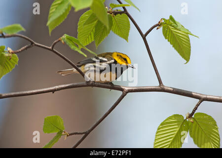 Nero-throated trillo verde nella primavera del bosco Foto Stock