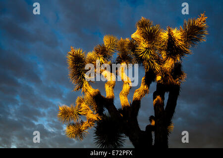 A Joshua Tree (Yucca brevifolia) è illuminato dalla mattina nelle rocce Jumbo campeggio situato nel Parco nazionale di Joshua Tree, Foto Stock