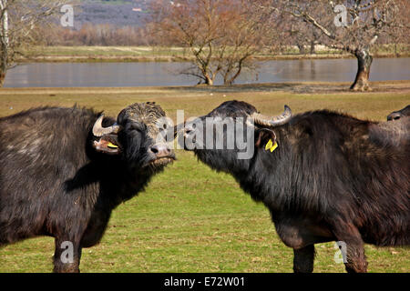 Buffaloes 'sharing secrets' presso il lago di Kerkini, serre, Macedonia, Grecia. Foto Stock