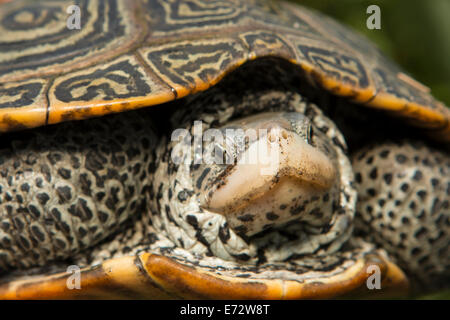 Vista ingrandita del nord femmina diamondback terrapin - Malaclemys terrapin Foto Stock