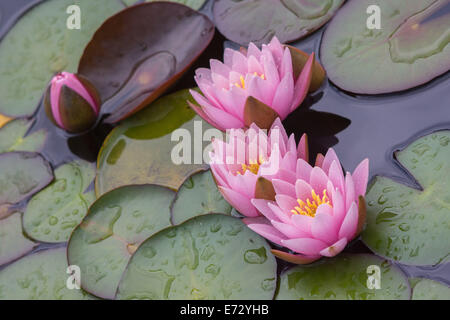 Tre rosa acqua giglio gigli close up Nymphea Foto Stock