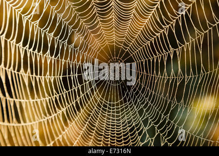 Wet spider web su un inizio di mattina presso la palude Torronsuo in Finlandia. La luce solare colpisce le gocce di acqua sul web. Foto Stock