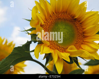 Bellissimo il girasole nel campo Foto Stock