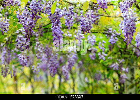 Il Glicine trellis. ottime vedute di Taiwan per adv o altri usi Foto Stock