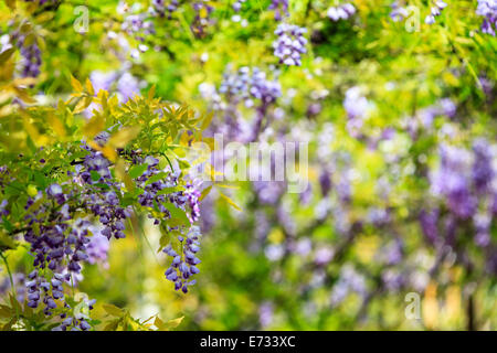 Il Glicine trellis. ottime vedute di Taiwan per adv o altri usi Foto Stock