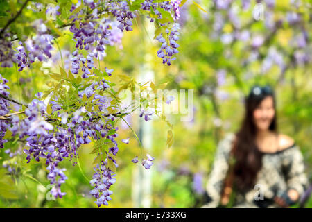 Il Glicine trellis. ottime vedute di Taiwan per adv o altri usi Foto Stock