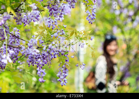 Il Glicine trellis. ottime vedute di Taiwan per adv o altri usi Foto Stock