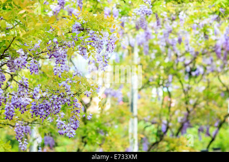 Il Glicine trellis. ottime vedute di Taiwan per adv o altri usi Foto Stock