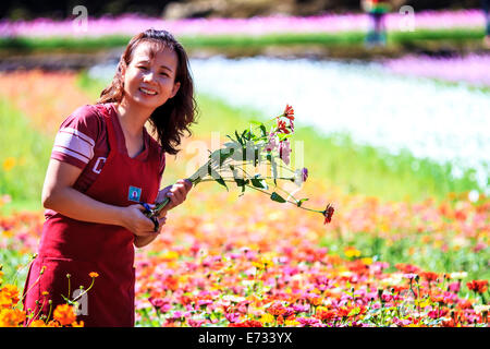 Colorato di rosa crisantemo autunnale nel giardino per adv o altri usi Foto Stock