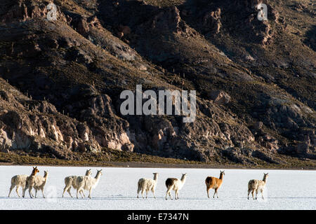 Llama, Lama glama (Linnaeus) camminando sul sale di Uyuni appartamenti Salar de Uyuni Tunupa Potosi Bolivia, Sud America Foto Stock