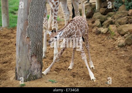 Lo Zoo Whipsnade, Bedfordshire, Regno Unito. 05 Sep, 2014. ZSL Whipsnade Zoo festeggia l'arrivo del nuovo baby giraffa. Il come-ancora senza nome la giraffa è nato il 18 agosto per seconda volta la mamma Ijuma Credit: stili di Neville/Alamy Live News Foto Stock