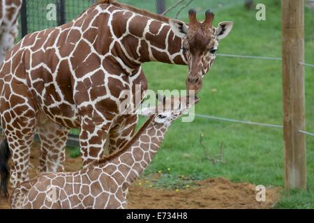 Lo Zoo Whipsnade, Bedfordshire, Regno Unito. 05 Sep, 2014. ZSL Whipsnade Zoo festeggia l'arrivo del nuovo baby giraffa. Il come-ancora senza nome la giraffa è nato il 18 agosto per seconda volta la mamma Ijuma Credit: stili di Neville/Alamy Live News Foto Stock