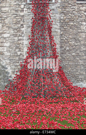 Un mare di papaveri per commemorare la Gran Bretagna è il coinvolgimento nella Grande Guerra Foto Stock