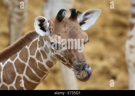Lo Zoo Whipsnade, Bedfordshire, Regno Unito, 05 settembre, 2014. ZSL Whipsnade Zoo festeggia l'arrivo del nuovo baby giraffa. Il come-ancora senza nome la giraffa è nato il 18 agosto per seconda volta la mamma Ijuma Credit: stili di Neville/Alamy Live News Foto Stock