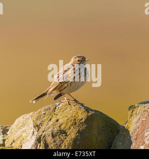 Un prato Pipit ( Anthus pratensis ) nella brughiera, Yorkshire Dales, England, Regno Unito Foto Stock