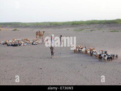 Cammelli e capre in Danakil deserto, Assayta, Etiopia Foto Stock