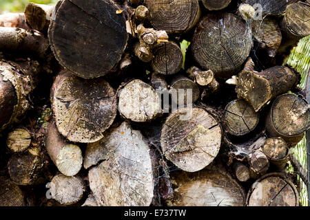 Una vista di estremità di un log pila Foto Stock