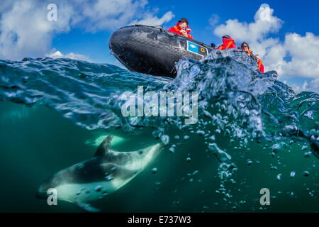 Adulto Peale's Dolphin bow a cavallo di un Lindblad Expeditions Zodiac al di sopra e al di sotto dell'acqua vicino alla nuova isola, Isole Falkland Foto Stock