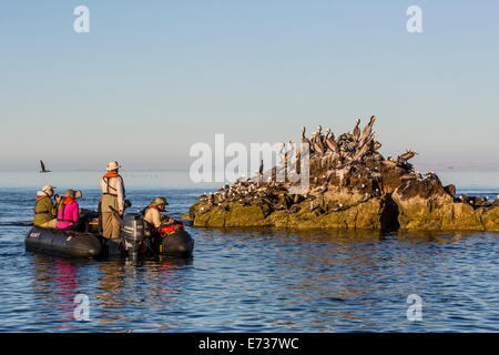 Zodiac da Lindblad Expeditions nave National Geographic uccelli di mare con gli ospiti a Isla Rasita, Baja California Norte, Messico Foto Stock