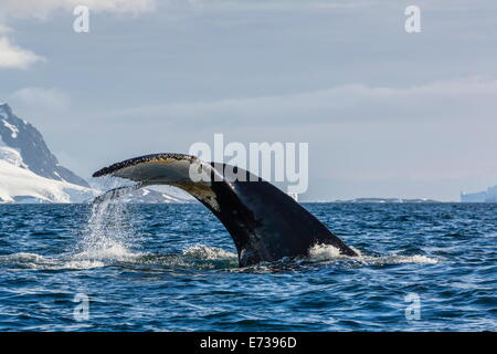 Adulto Humpback Whale (Megaptera novaeangliae), passera nera fino a immergersi in Orne Harbour, l'Antartide, regioni polari Foto Stock