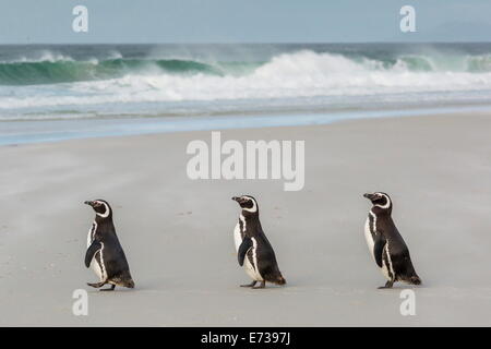 I pinguini di Magellano (Spheniscus magellanicus) ritornando al mare per nutrirsi di Saunders Island, West Isole Falkland