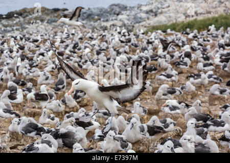 Adulto nero-browed albatross sbarco nella colonia di allevamento in Steeple Jason Isola, Isole Falkland, Regno Unito protettorato d'oltremare Foto Stock