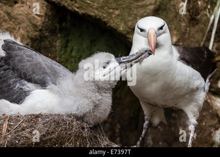 Nero-browed albatross pulcino nel nido essendo alimentato da adulto su Saunders Island, Isole Falkland, Regno Unito protettorato d'oltremare Foto Stock