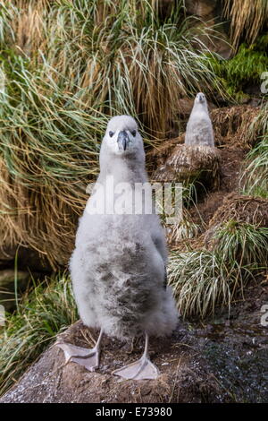 Nero-browed albatross (Thalassarche melanophris) pulcini nel nido su Saunders Island, Isole Falkland, Regno Unito protettorato d'oltremare Foto Stock