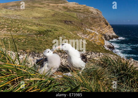 Nero-browed albatross adulto e ceci su West Point Island, Isole Falkland, Regno Unito protettorato d'oltremare Foto Stock