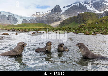 Antarctic fur cuccioli di foca (Arctocephalus gazella) mock-combattimenti nel porto di oro, Georgia del Sud, Regno Unito protettorato d'oltremare Foto Stock