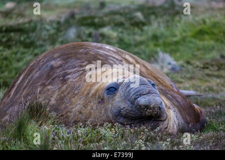 Elefante marino del sud bull (Mirounga leonina), nel porto di Stromness, Georgia del Sud, UK Overseas protettorato, regioni polari Foto Stock