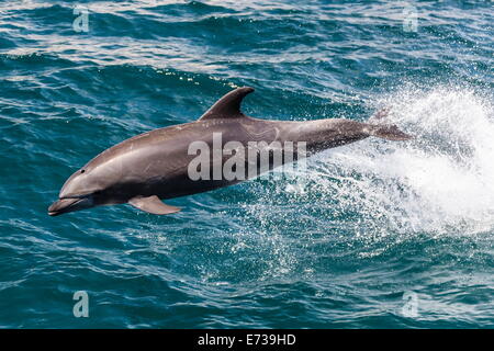 Adulto tursiope (Tursiops truncatus) saltando nelle acque vicino a Isla San Pedro Martir, Baja California Norte, Messico Foto Stock