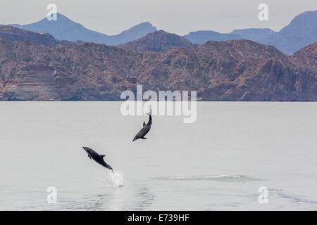 Adulto tursiope (Tursiops truncatus) saltando nelle acque vicino a Isla Danzante, Baja California Sur, Messico Foto Stock