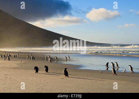 I pinguini di Gentoo (Pygoscelis papua) con sole serale illuminazione sea spray, il collo, Saunders Island, Isole Falkland Foto Stock