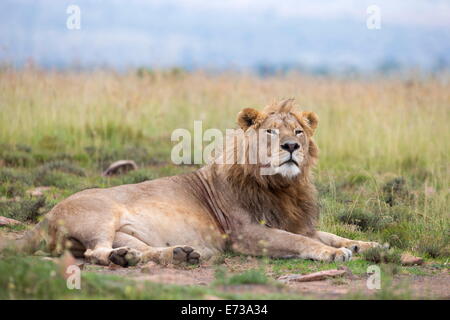 Lion (Panthera leo), Mountain Zebra National Park, Capo orientale, Sud Africa e Africa Foto Stock