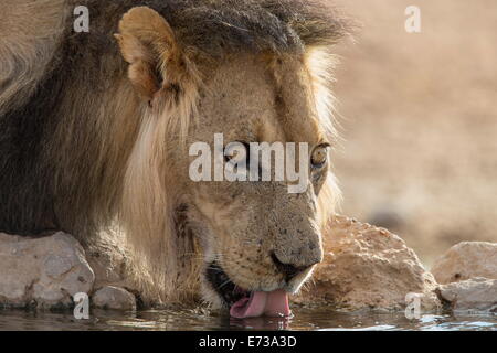 Lion (Panthera leo) bere, Kgalagadi Parco transfrontaliero, Sud Africa e Africa Foto Stock