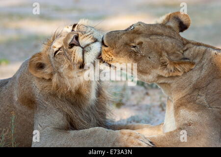 Lion (Panthera leo), orgoglio membri toelettatura, Kgalagadi Parco transfrontaliero, Northern Cape, Sud Africa e Africa Foto Stock