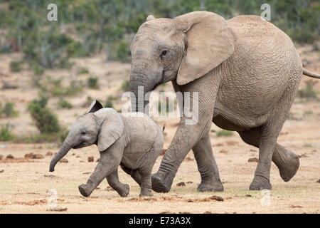 Elefante africano (Loxodonta africana) e di vitello, in esecuzione per acqua, Addo Elephant National Park, Sud Africa e Africa